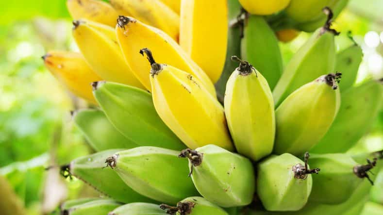 Bananen in verschillende stadia van rijping
