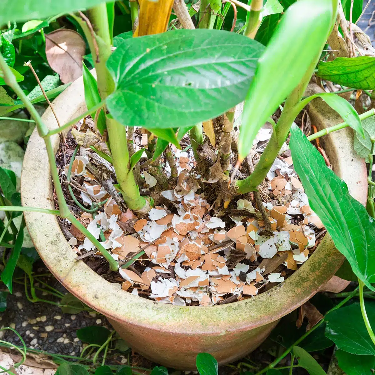 Coquilles d'œufs au pied d'une plante