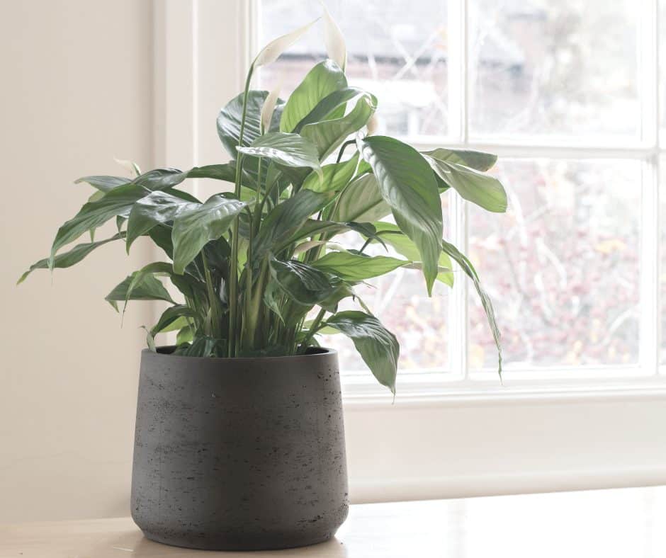 Personne arrosant un lis de la paix avec une cruche