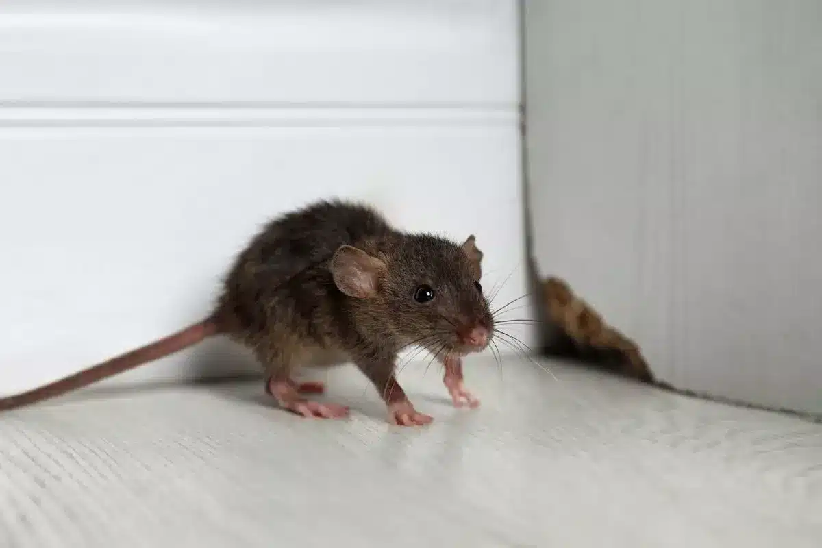 Rat dans un environnement extérieur