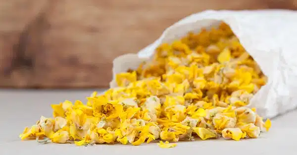 Tisane de molène préparée