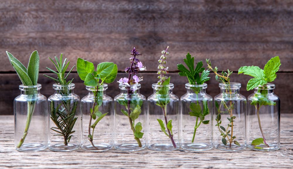 Herbes aromatiques cultivées en hydroponie