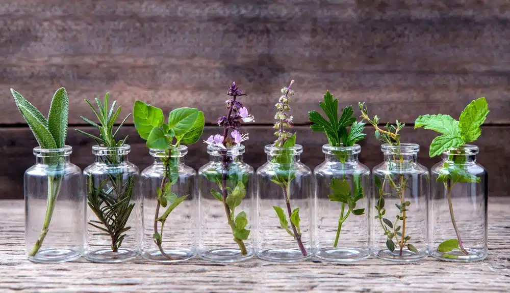 Herbes aromatiques cultivées en hydroponie