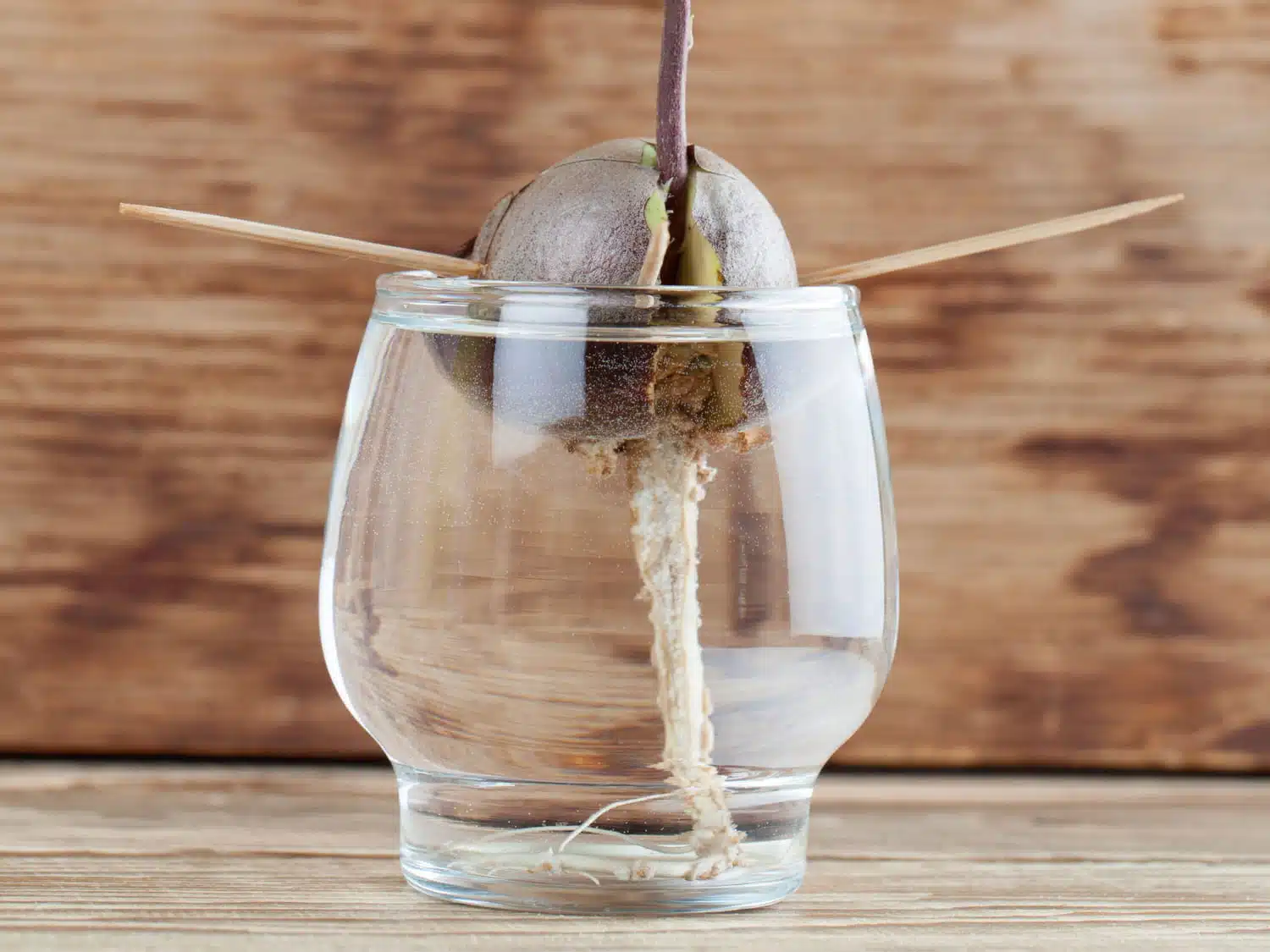 Noyau d'avocat suspendu au-dessus d'un verre d'eau avec des cure-dents