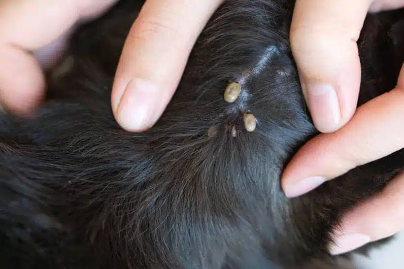 Chien heureux avec pelage brillant