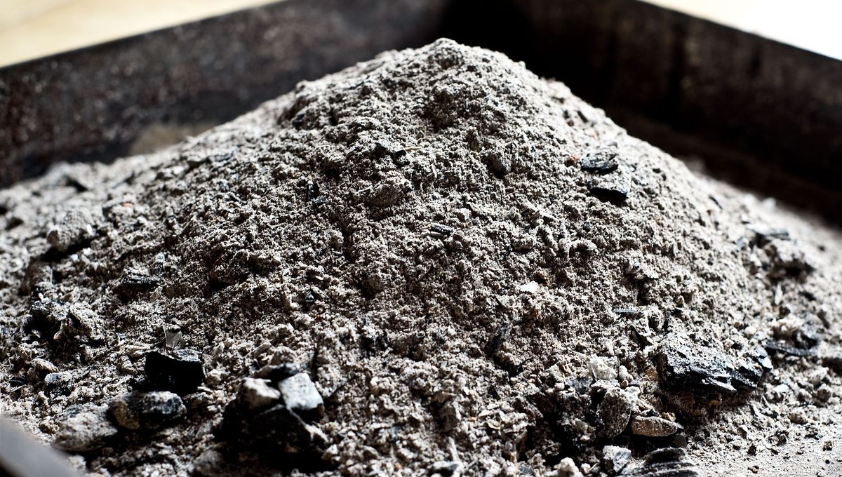 Cendres de bois pour jardinage naturel