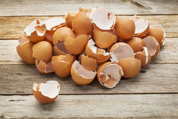 Coquilles d'œufs réduites en poudre