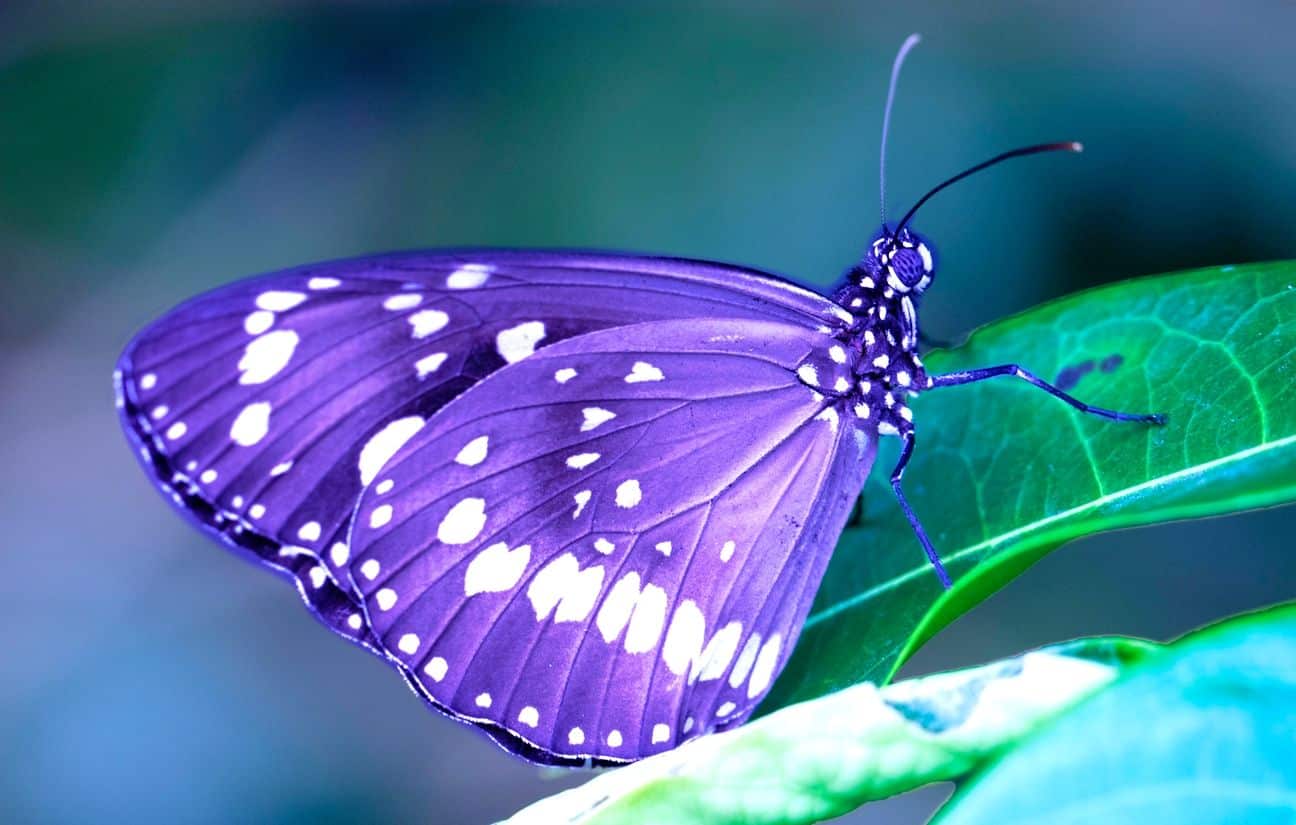 Papillons multicolores illustrant l'équilibre énergétique
