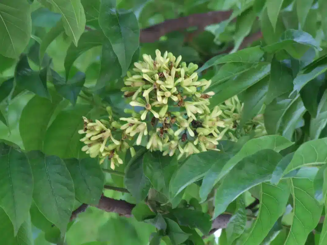 Feuilles d'anacardier
