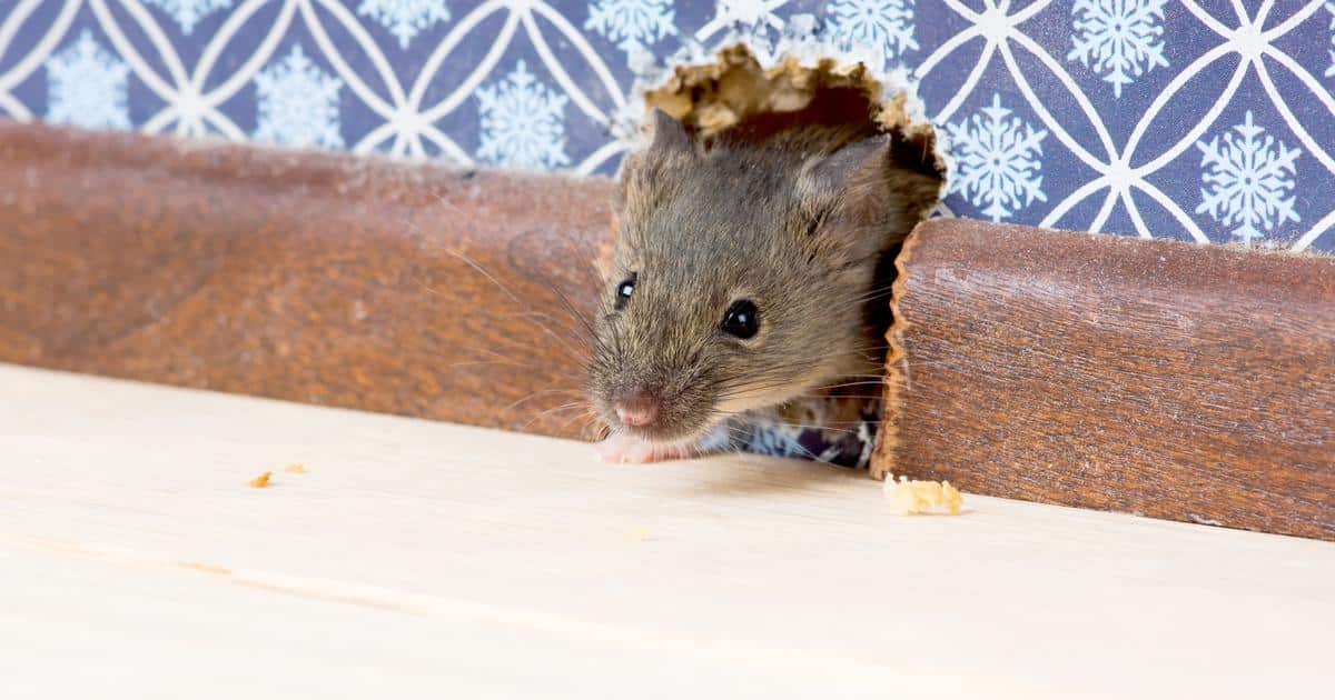 Signes d'infestation de souris