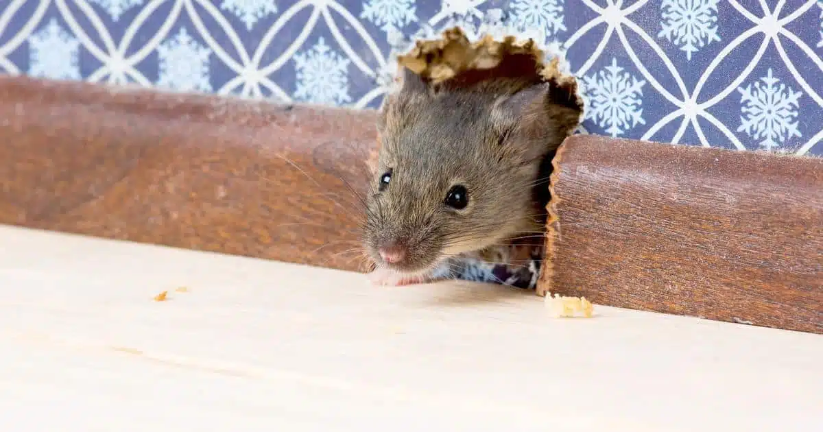 Signes d'infestation de souris
