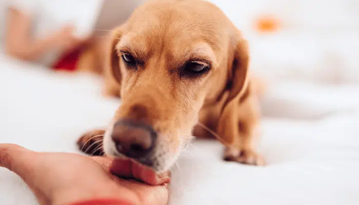 Chien léchant son maître