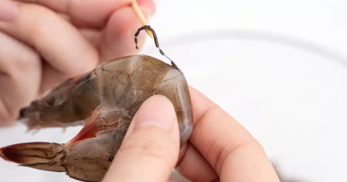 Illustration d'une crevette avec sa veine digestive visible