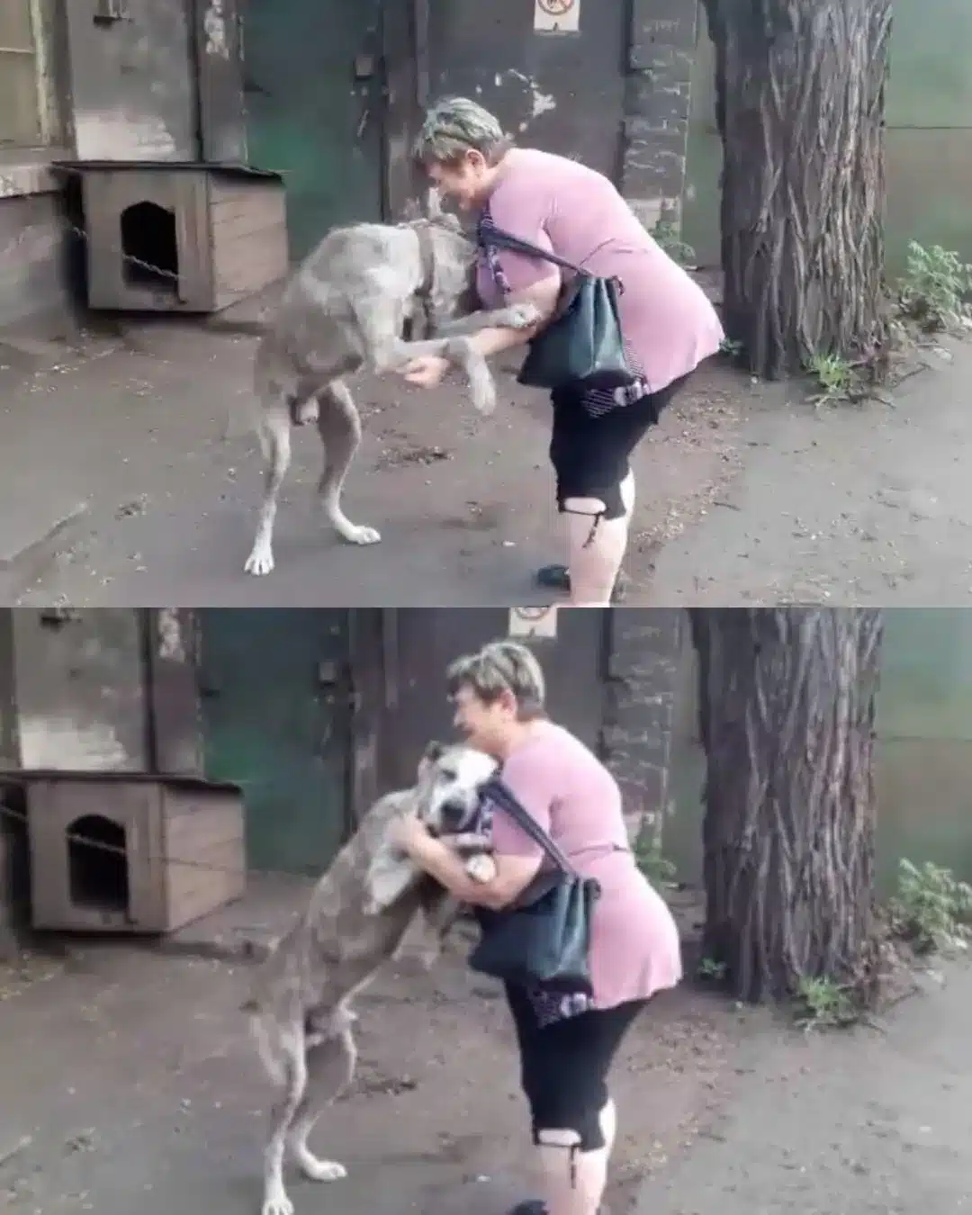 Retrouvailles émouvantes entre Claire et son chien