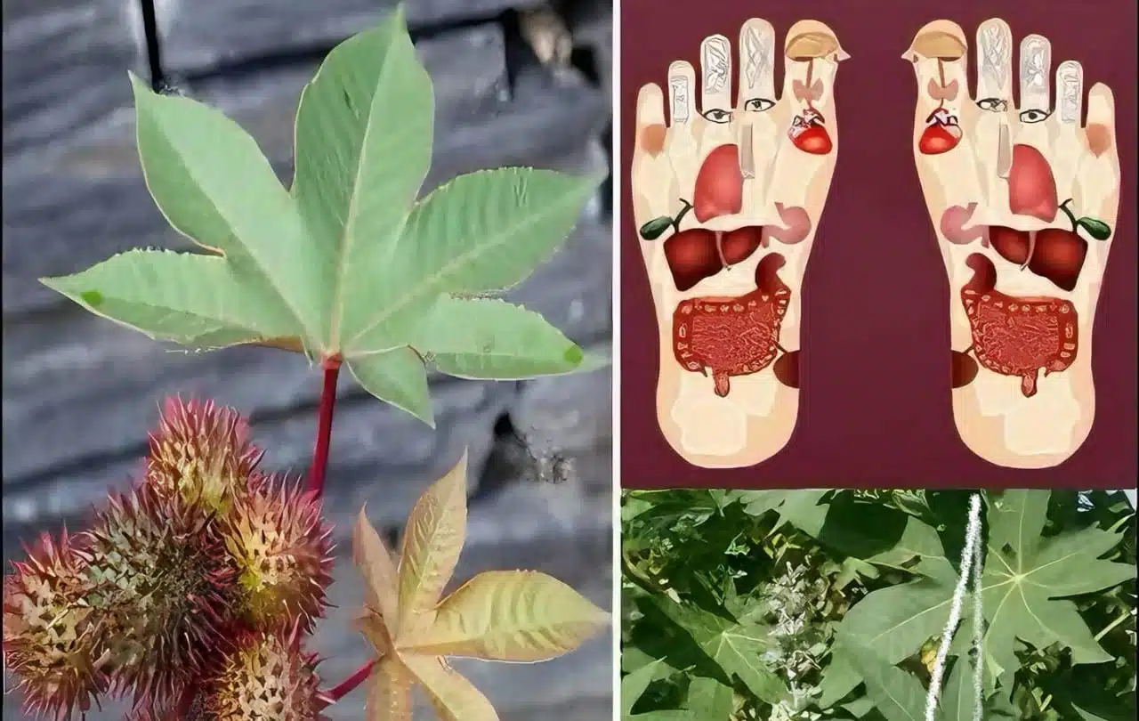 Bouteille d'huile de ricin posée sur des feuilles séchées