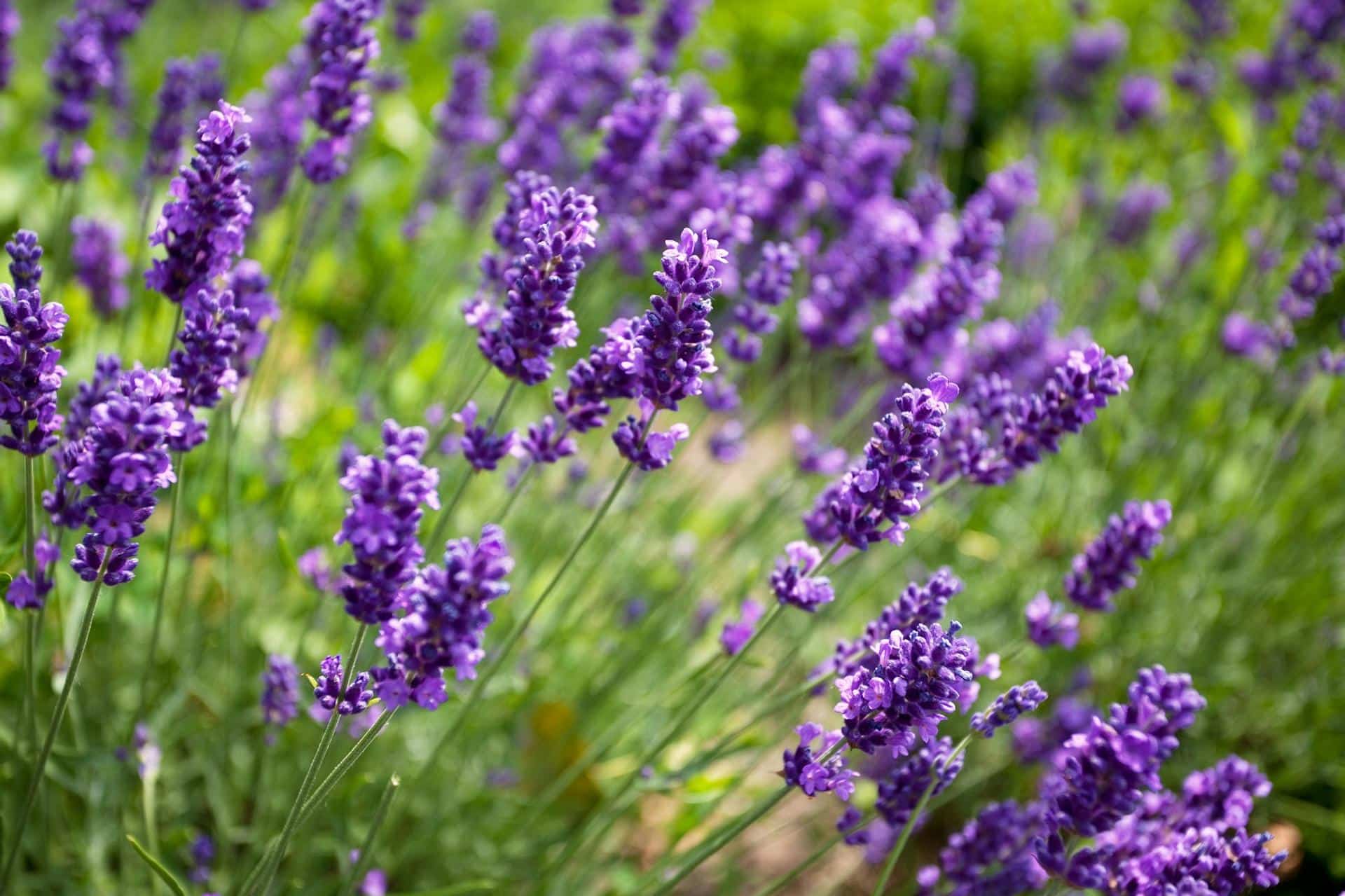 <h2>Une alliée naturelle pour un sommeil plus serein</h2>
<a href="https://mondenaturel.ca/wp-content/uploads/2018/09/iStock-605788290-scaled.jpg" data-saferedirecturl="https://www.google.com/url?q=https://mondenaturel.ca/wp-content/uploads/2018/09/iStock-605788290-scaled.jpg&source=gmail&ust=1769075071795000&usg=AOvVaw2nQZnQpsUp2c1b4BSq3aDC">https://mondenaturel.ca/wp-content/uploads/2018/09/iStock-605788290-scaled.jpg</a>
La lavande est réputée depuis des générations pour créer une atmosphère propice au repos. Son parfum subtil aide à instaurer une sensation de calme dès que l’on entre dans la pièce. Placée près du lit, elle accompagne doucement la transition entre l’agitation de la journée et le moment du coucher. Sans artifices ni dispositifs compliqués, elle contribue à installer un climat rassurant, idéal pour se détendre avant de s’endormir et favoriser un <strong>sommeil naturel et réparateur</strong>.
<h2>Une aide précieuse pour relâcher la pression du quotidien</h2>
Après une journée bien remplie, il n’est pas toujours facile de déconnecter. La simple présence d’un plant de lavande peut devenir un signal apaisant pour l’esprit. Respirer son parfum quelques instants, lumières tamisées, s’intègre parfaitement à un rituel du soir. C’est un peu comme appuyer sur un bouton « pause », en douceur, sans effort.
<h2>Une alternative naturelle aux parfums artificiels</h2>
<a href="https://cdn8.futura-sciences.com/a1920/images/3-lavande.jpg" data-saferedirecturl="https://www.google.com/url?q=https://cdn8.futura-sciences.com/a1920/images/3-lavande.jpg&source=gmail&ust=1769075071795000&usg=AOvVaw0O2NRIconHZIoKbws60TRw">https://cdn8.futura-sciences.com/a1920/images/3-lavande.jpg</a>
Contrairement aux sprays d’ambiance ou aux diffuseurs électriques, un plant de lavande vivant diffuse son parfum de façon légère et continue. Pas d’odeur envahissante ni de sensation étouffante : juste une note florale délicate qui se fond naturellement dans l’air de la chambre. C’est une solution simple pour parfumer son intérieur sans multiplier les produits.
<h2>Un réveil plus doux et une humeur plus légère</h2>
La lavande ne se contente pas d’accompagner le coucher, elle participe aussi au réveil. Ouvrir les yeux et apercevoir cette plante aux teintes apaisantes, sentir son parfum discret, peut rendre le lever plus agréable. Elle apporte une touche de nature dès le matin, idéale pour commencer la journée dans un état d’esprit plus positif et posé.
<h2>Une plante facile à vivre, même en intérieur</h2>
Bonne nouvelle : la lavande ne demande pas d’être une experte en jardinage. Elle apprécie la lumière naturelle, sans soleil direct brûlant, et un arrosage modéré. Un pot en terre cuite ou en céramique, avec un bon drainage, lui convient parfaitement. En clair, elle est idéale même pour celles qui n’ont pas toujours la main verte.
<h2>Une ambiance plus saine et agréable</h2>
Avoir des plantes dans la chambre contribue à créer un environnement plus accueillant. La lavande participe à cette sensation de fraîcheur et de propreté, tout en apportant une dimension décorative. Elle s’intègre aussi bien dans une chambre bohème que minimaliste, et ajoute instantanément une touche de charme, parfaite pour une <strong>ambiance relaxante dans la chambre</strong>.
<h2>Une dimension émotionnelle qui fait la différence</h2>
Au-delà de son parfum, la lavande est souvent associée à des notions de calme, d’équilibre et de douceur. La voir chaque soir peut devenir un repère rassurant, un symbole de retour à soi. Dans un monde où tout va vite, ce petit rituel visuel et olfactif peut faire une grande différence.
Placer un plant de lavande près de son lit, c’est inviter un peu de nature dans son intimité et s’offrir, chaque jour, une parenthèse de calme et de douceur.