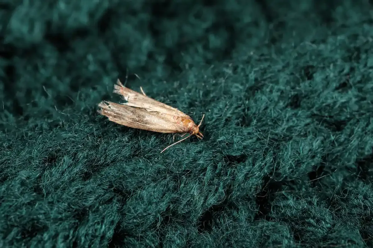 Mites dans un placard