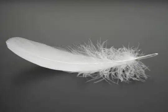 Plume blanche flottant dans les airs
