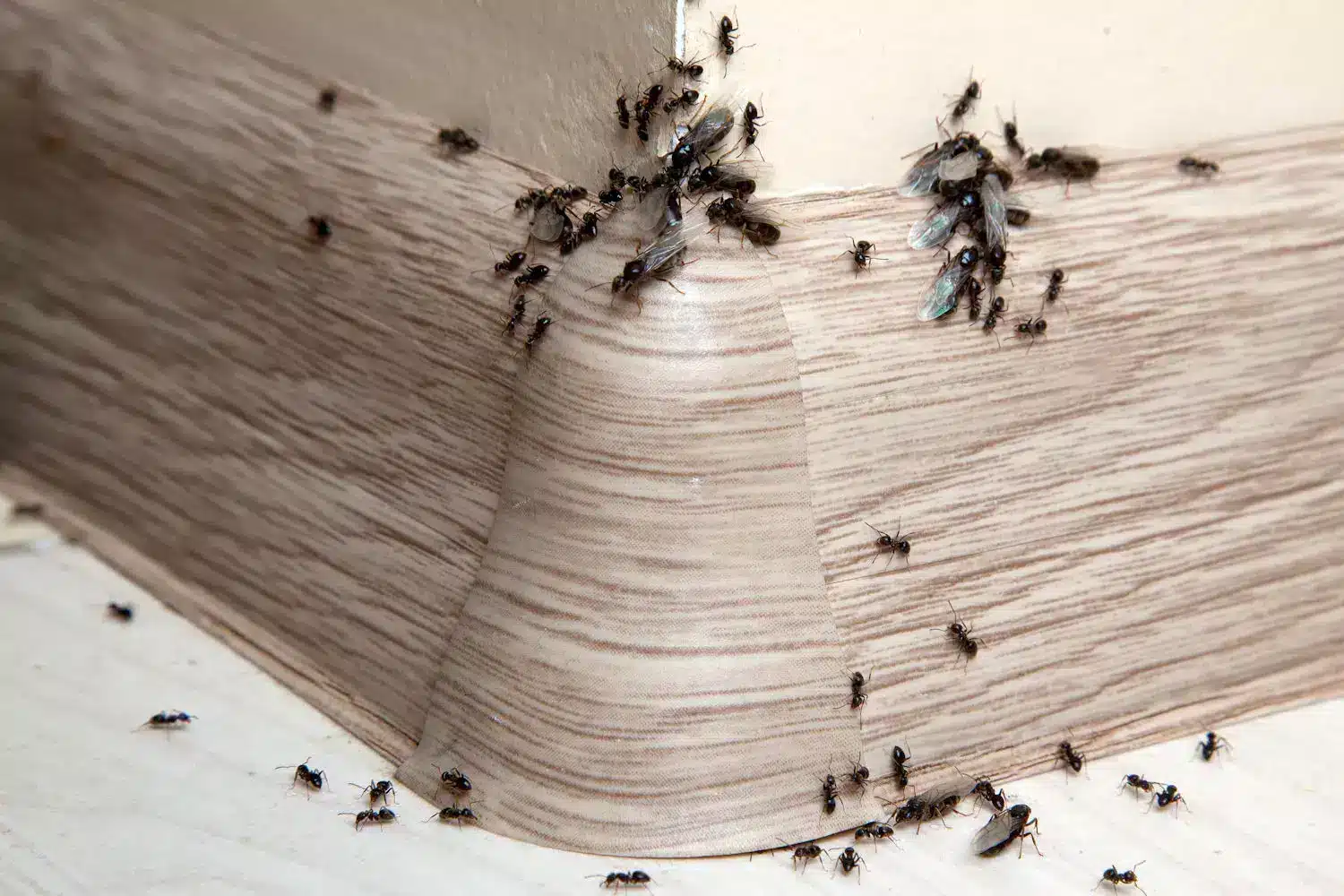 Fourmis envahissant une cuisine