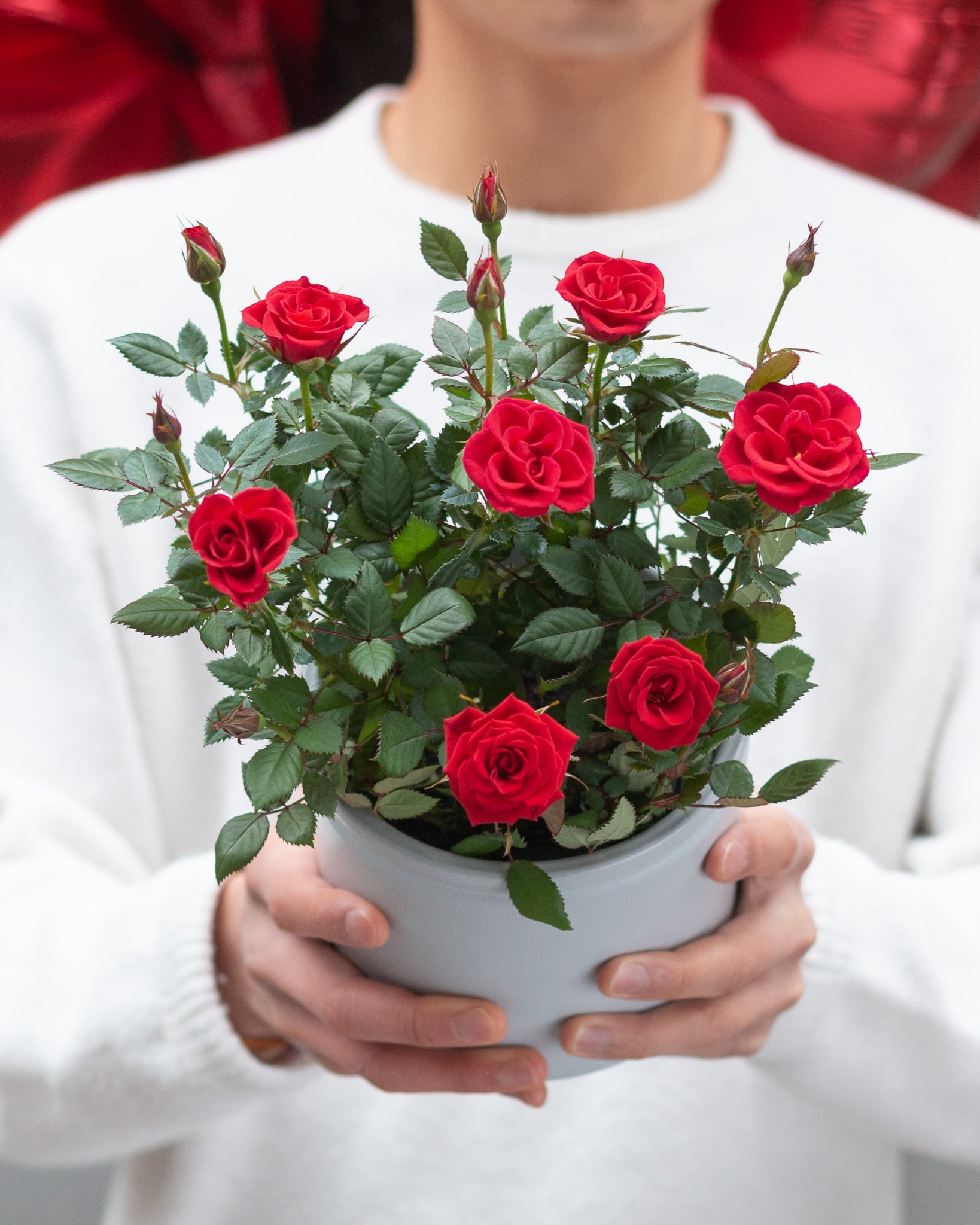 Personne saupoudrant du bicarbonate de soude sur des plantes en pot
