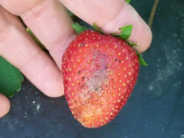 Fraises dans un bol avec solution vinaigrée