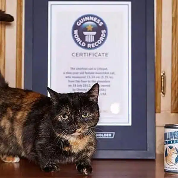 Portrait de Creme Puff, le chat le plus vieux du monde