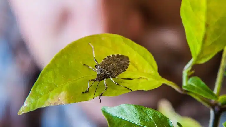 Punaise marbrée sur un fruit