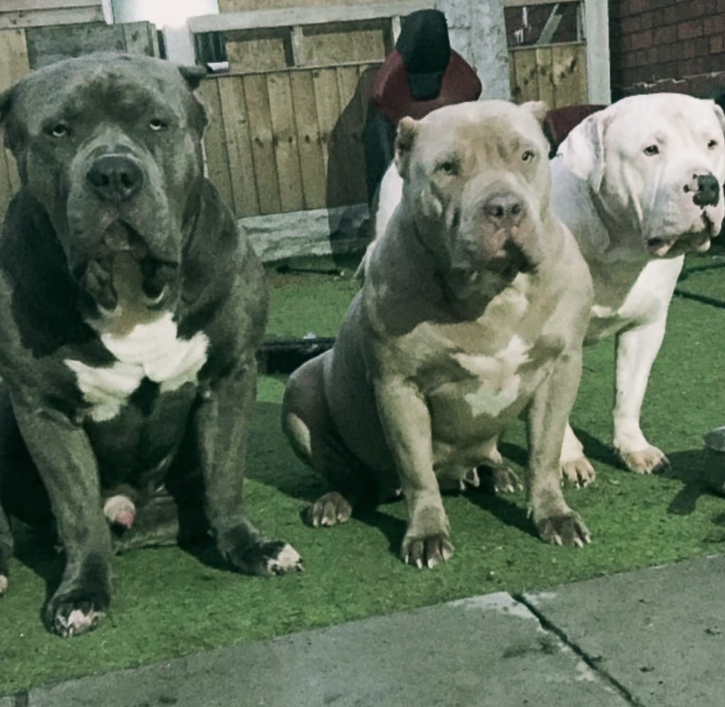 Pitbulls attaquent sauvagement une petite fille de 2 ans sans défenses