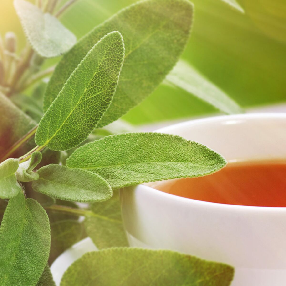 Tasse d'infusion de sauge
