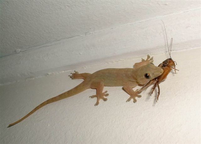 Lézard chassant des insectes
