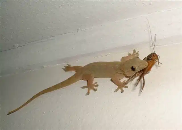 Lézard chassant des insectes