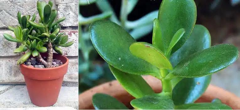Une belle Crassula ovata, ou arbre de jade, en pot sur un rebord de fenêtre