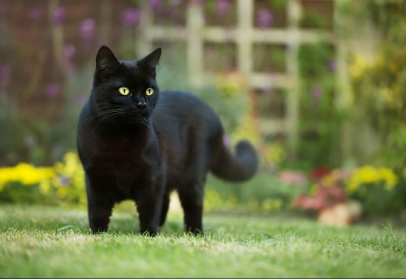 Représentation de chat noir dans l'art égyptien