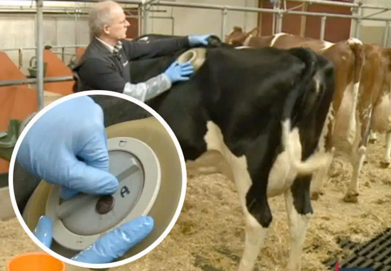 Vache équipée d'une fistule ruminale