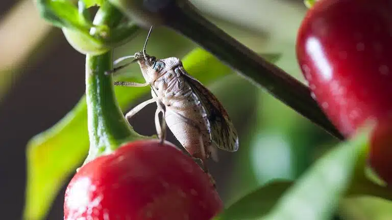 Punaise marbrée sur plante