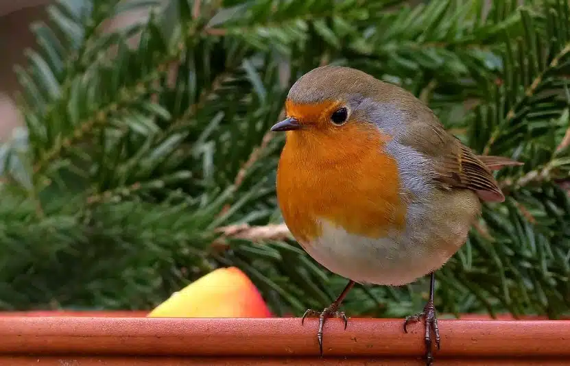 Coupelle d'eau dans un jardin givré pour les oiseaux