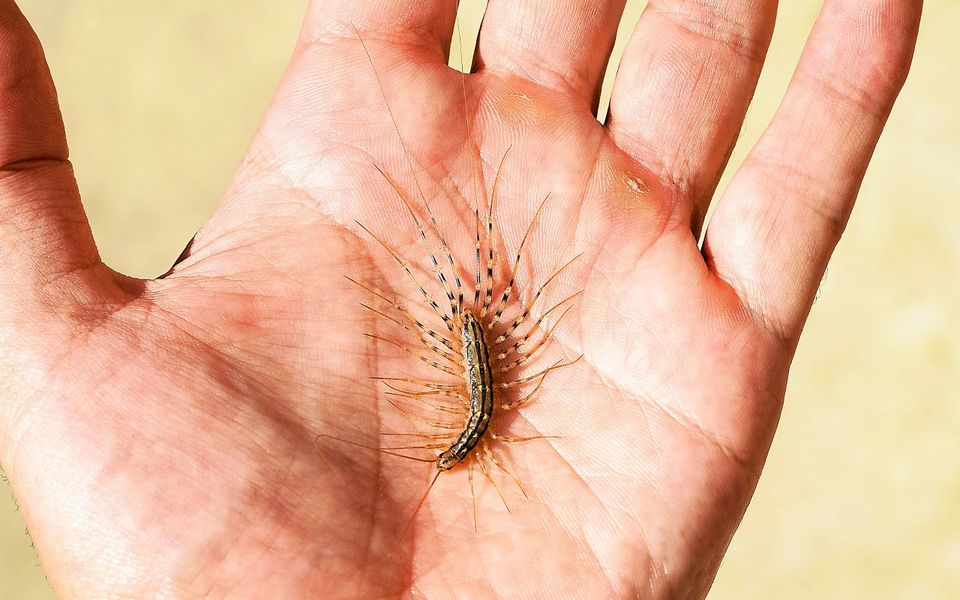 Mille-pattes domestique vu de près