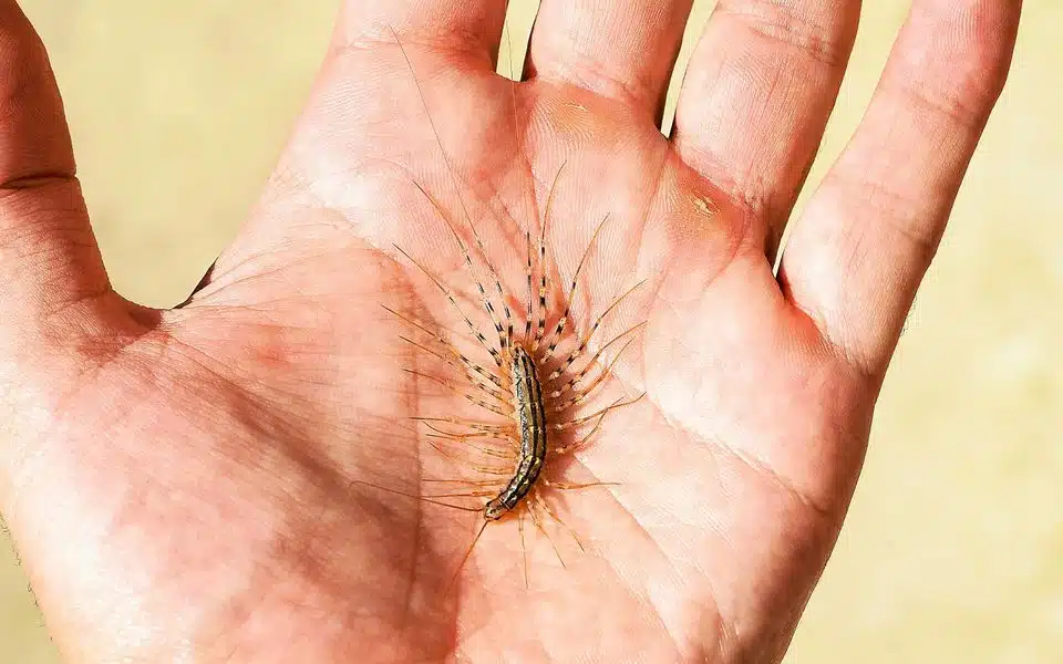 Mille-pattes domestique vu de près