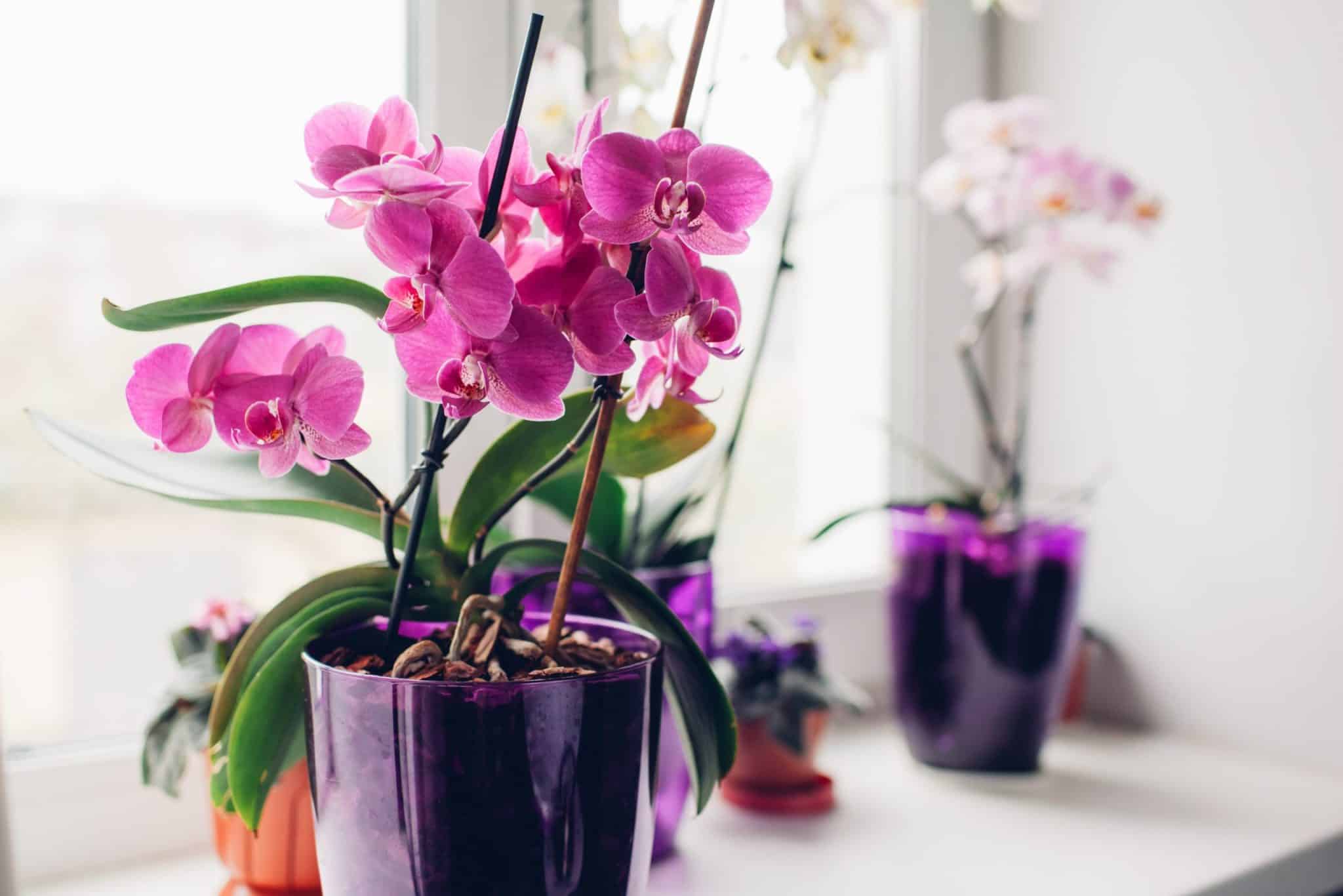 Orchidées en pot, belles et délicates