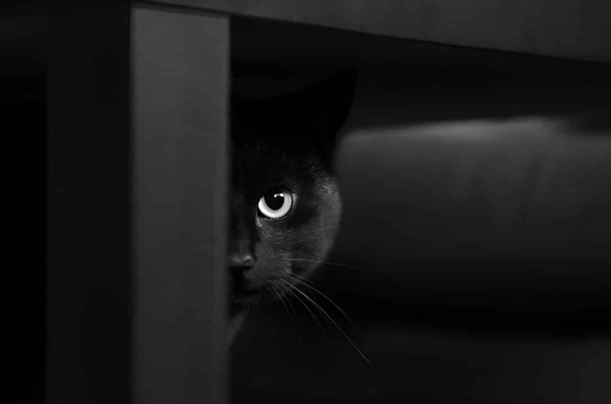 Chat noir observant
