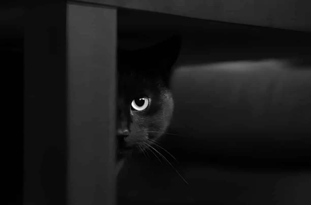 Chat noir observant