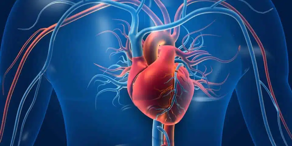 Importance de la santé cardiaque