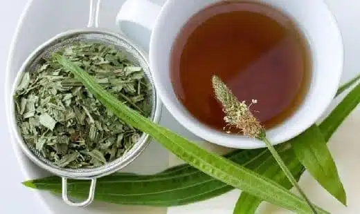 Infusion de plantain dans une tasse