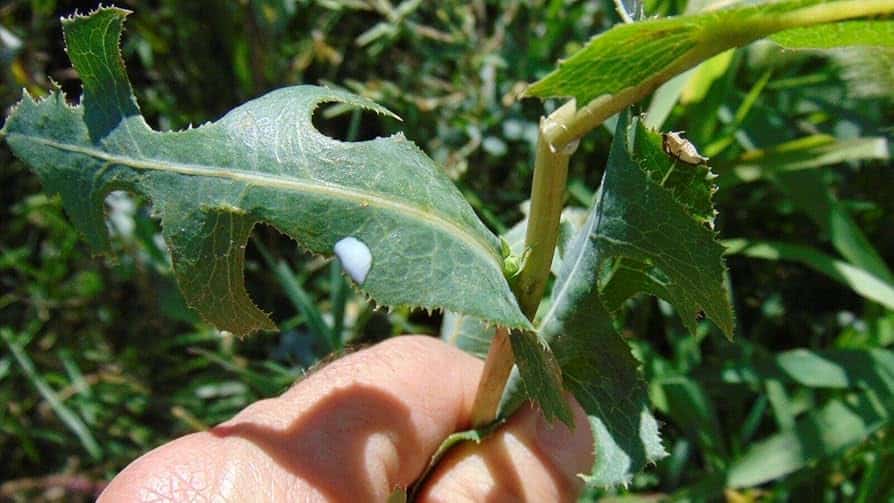 Pr&eacute;parations &agrave; base de laitue sauvage