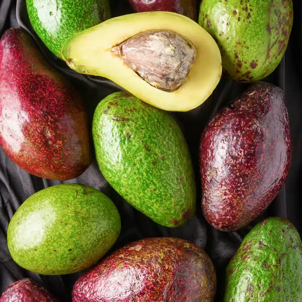 Différentes variétés d'avocats