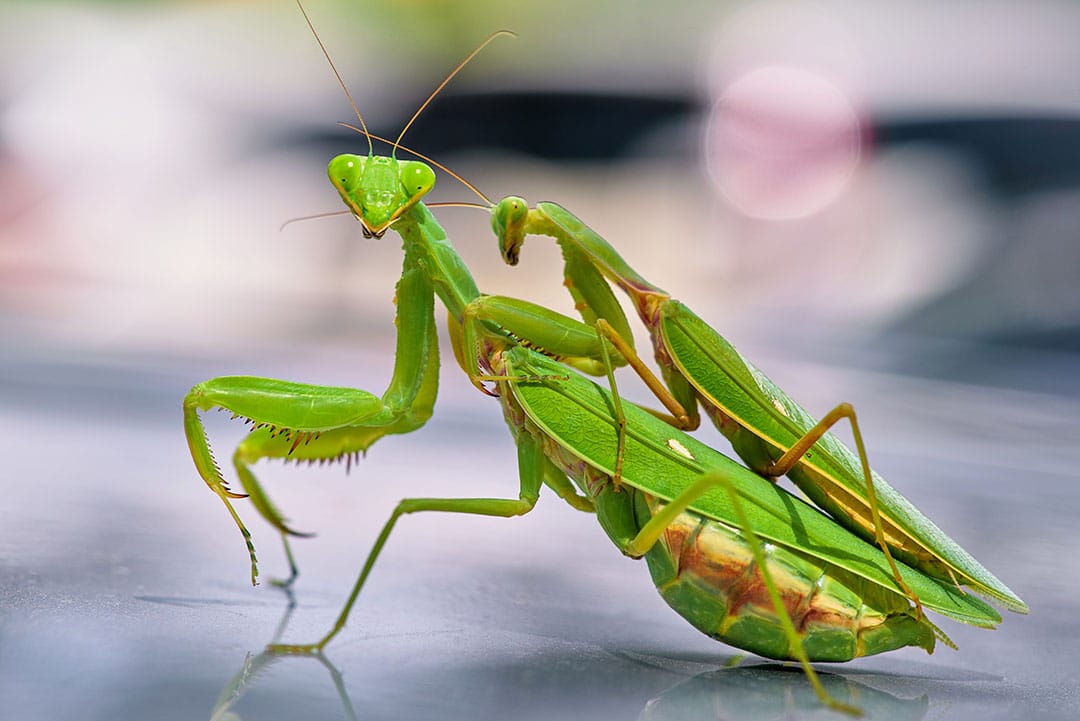 Mante religieuse sur une tige, dans un environnement naturel