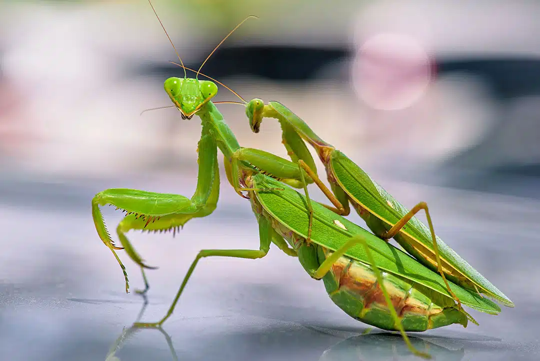 Mante religieuse sur une tige, dans un environnement naturel