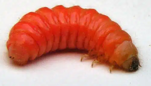Larves de Trichodes en gros plan
