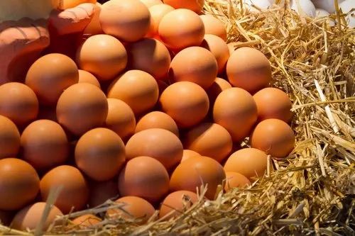 Comparaison de prix entre œufs blancs et bruns