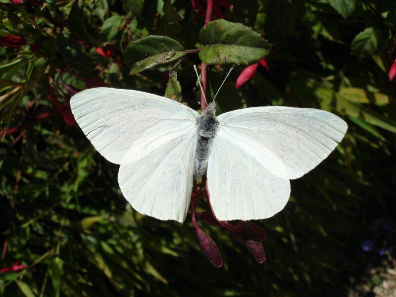 Papillon blanc posé sur une fleur